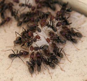 Травить муравьев